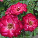 ramblethrough avatar