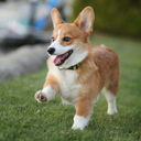 rambling-corgi avatar