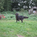 ramblings-of-the-dfg avatar