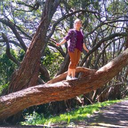 ramblingtreegirl avatar