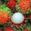 rambuctiousrambutans avatar