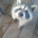 rambunctious-raccoon avatar