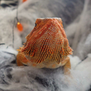 ramona-the-pogona avatar