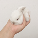 ramonthebunny-blog avatar