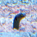 rampagerslife avatar