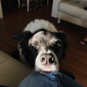 ramsay-rolling-in-the-trench avatar