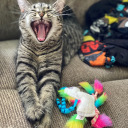 rand0m-mem0ries avatar