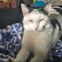 rand0mpandax3 avatar