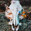 random-ffandom avatar