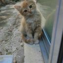 random-street-cat avatar