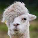 randomestpersonever avatar