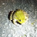 randomguymandude avatar