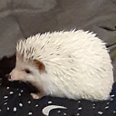 randomhedgehog avatar