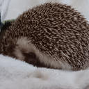 randomhedgie avatar