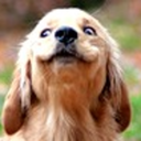 randomlesness avatar