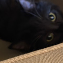 randomness189 avatar