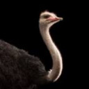 randomostrich avatar