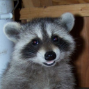 randomposts-things avatar