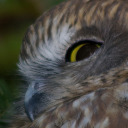 randomsillypolls avatar