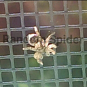 randomspider avatar