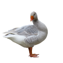 randomthoughtsponderings avatar