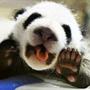 ranfused4ever avatar