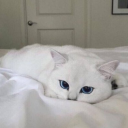 raposinha-do-mar avatar