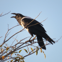 raptorenthusiast avatar