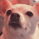 raptorjesus-mf avatar