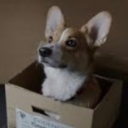 rarely-completely-right avatar