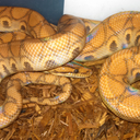 rascalrascal99 avatar