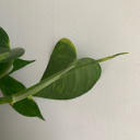 raspberriesntea avatar