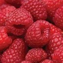 raspberry-dreams avatar