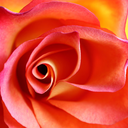 raspberry-wish avatar