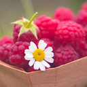 raspberrydaisieschlb avatar