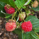 raspberrylesbos avatar