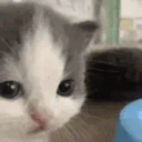 raspburrythief avatar