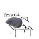 rat-9991 avatar