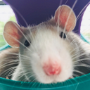 rat-adventures avatar