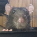 rat-detector-24 avatar