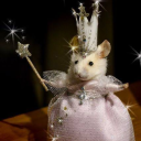 rat-fairy0 avatar