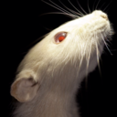 rat-guts avatar