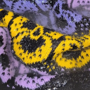 rat-handgremlin avatar