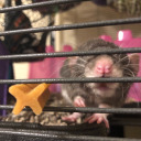 rat-in-impossible-location avatar