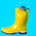 rat-in-rainboots avatar