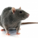 rat-rat-rat avatar