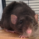 rat-rats-blog avatar