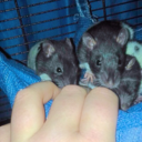 rat-tail-tales-blog avatar