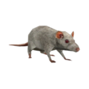 rat-under-computer avatar