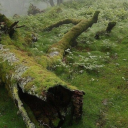 rat-wh1skers-blog avatar